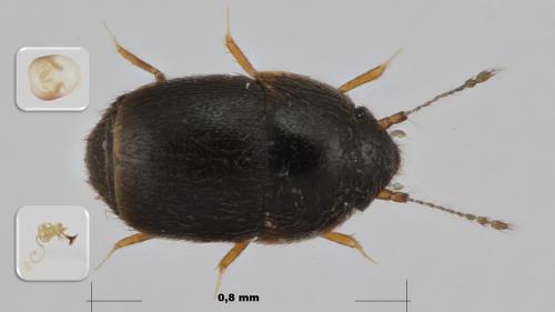 Réf. 271 958 : Acrotrichis atomaria